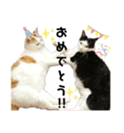 ねこのスタンプ(備後弁あり)（個別スタンプ：7）