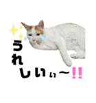 ねこのスタンプ(備後弁あり)（個別スタンプ：8）