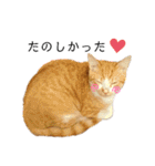 ねこのスタンプ(備後弁あり)（個別スタンプ：9）