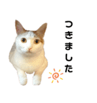 ねこのスタンプ(備後弁あり)（個別スタンプ：10）