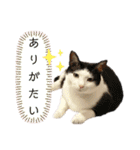 ねこのスタンプ(備後弁あり)（個別スタンプ：12）