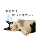 ねこのスタンプ(備後弁あり)（個別スタンプ：13）