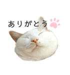ねこのスタンプ(備後弁あり)（個別スタンプ：14）