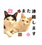 ねこのスタンプ(備後弁あり)（個別スタンプ：17）
