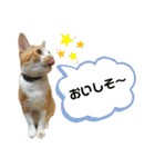 ねこのスタンプ(備後弁あり)（個別スタンプ：18）