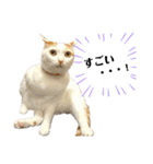 ねこのスタンプ(備後弁あり)（個別スタンプ：19）