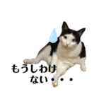 ねこのスタンプ(備後弁あり)（個別スタンプ：21）