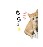 ねこのスタンプ(備後弁あり)（個別スタンプ：22）