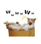 ねこのスタンプ(備後弁あり)（個別スタンプ：23）