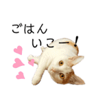 ねこのスタンプ(備後弁あり)（個別スタンプ：25）