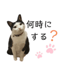 ねこのスタンプ(備後弁あり)（個別スタンプ：26）