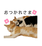 ねこのスタンプ(備後弁あり)（個別スタンプ：27）