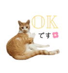 ねこのスタンプ(備後弁あり)（個別スタンプ：29）