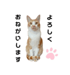 ねこのスタンプ(備後弁あり)（個別スタンプ：30）