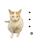 ねこのスタンプ(備後弁あり)（個別スタンプ：31）