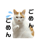 ねこのスタンプ(備後弁あり)（個別スタンプ：32）
