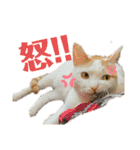 ねこのスタンプ(備後弁あり)（個別スタンプ：33）