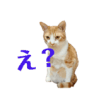 ねこのスタンプ(備後弁あり)（個別スタンプ：34）
