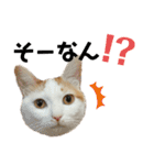 ねこのスタンプ(備後弁あり)（個別スタンプ：36）