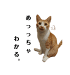 ねこのスタンプ(備後弁あり)（個別スタンプ：37）