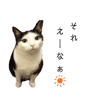 ねこのスタンプ(備後弁あり)（個別スタンプ：38）