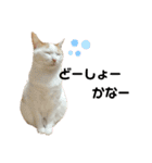 ねこのスタンプ(備後弁あり)（個別スタンプ：39）