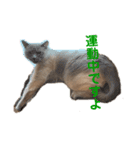 うちの猫メロン（個別スタンプ：2）