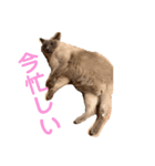 うちの猫メロン（個別スタンプ：5）