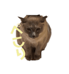 うちの猫メロン（個別スタンプ：6）
