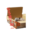 うちの猫メロン（個別スタンプ：7）