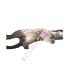 うちの猫メロン（個別スタンプ：8）