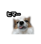 親ばかなスタンプ（個別スタンプ：7）