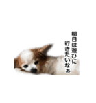 親ばかなスタンプ（個別スタンプ：8）