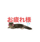 うちの猫たち。日常ver（個別スタンプ：1）