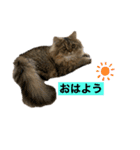 うちの猫たち。日常ver（個別スタンプ：2）