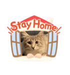 うちの猫たち。日常ver（個別スタンプ：4）
