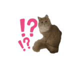 うちの猫たち。日常ver（個別スタンプ：6）