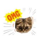 うちの猫たち。日常ver（個別スタンプ：9）