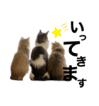 うちの猫たち。日常ver（個別スタンプ：11）