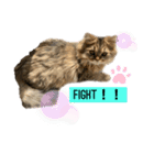 うちの猫たち。日常ver（個別スタンプ：13）