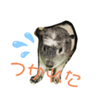 我が家のモルモット（エリサとマイロ）（個別スタンプ：3）