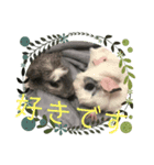 我が家のモルモット（エリサとマイロ）（個別スタンプ：7）