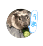 我が家のモルモット（エリサとマイロ）（個別スタンプ：8）