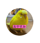 だいすきぴーちゃん（個別スタンプ：1）