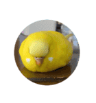 だいすきぴーちゃん（個別スタンプ：10）