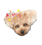 僕のペット達1（個別スタンプ：3）
