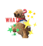 僕のペット達1（個別スタンプ：10）