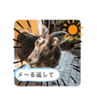 僕のペット達1（個別スタンプ：11）
