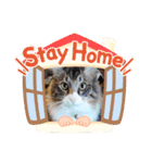 富安家の猫達2（個別スタンプ：2）