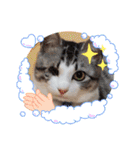富安家の猫達2（個別スタンプ：3）